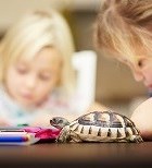 אילוסטרציה/שאטרסטוק/אם בחרתם חיה לא נפוצה, כדאי שתכירו את המחלות שהיא עלולה להביא אילוסטרציה/שאטרסטוק/אם בחרתם חיה לא נפוצה, כדאי שתכירו את המחלות שהיא עלולה להביא